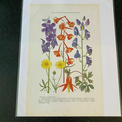 Crowfoot Buttercup Columbine Larkspur Monkshood Wildflower 1927 Vintage Print