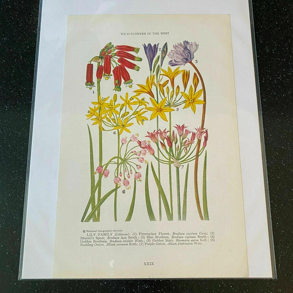 1927 Lily Family Firecracker Flower Blue Brodiaea Wildflower Vintage Print